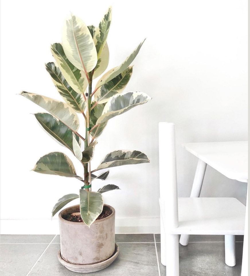 花叶彩叶橡皮树盆栽植物室内客厅绿植花卉常绿观叶植物花叶金刚