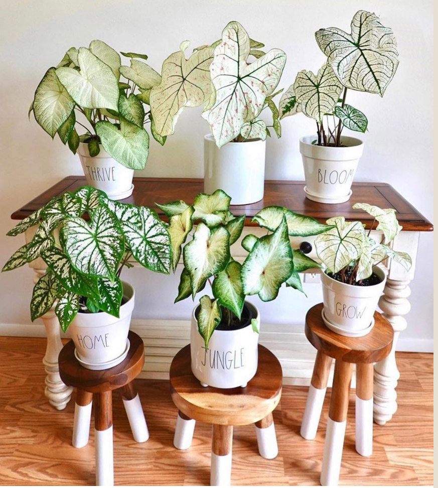 甜心希索连衣裙胡椒薄荷粉色泡沫盆栽彩叶芋五彩芋夏季好养植物,淘宝优惠券,粉丝福利购,淘宝优惠卷