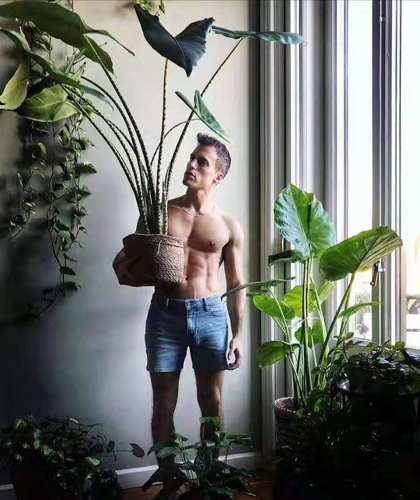 斑马海芋 虎斑观音莲 Alocasia zebrina网红绿植ins风 进口小种苗 - 图2