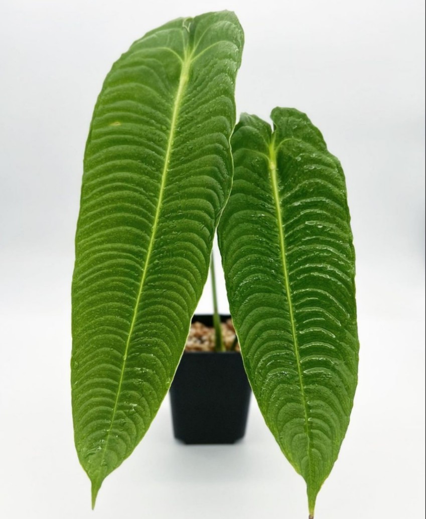 极密火鹤王火鹤后海芋绿植Anthurium veitchii 花烛观叶热植盆栽 - 图2