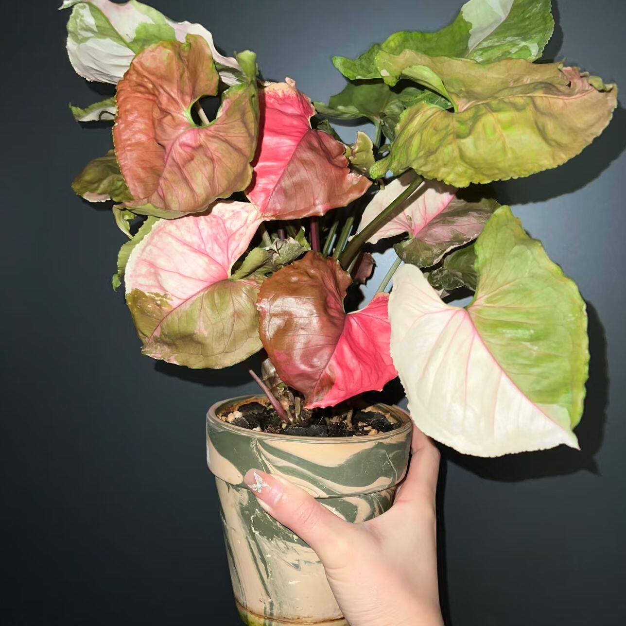 草莓冰圣诞合果芋 Singonium Straw Berryice 好养活室内阳台,淘宝优惠券,粉丝福利购,淘宝优惠卷