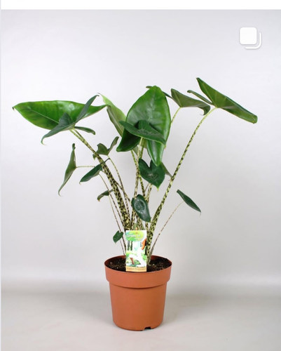 斑马海芋 虎斑观音莲 Alocasia zebrina网红绿植ins风 进口小种苗 - 图0