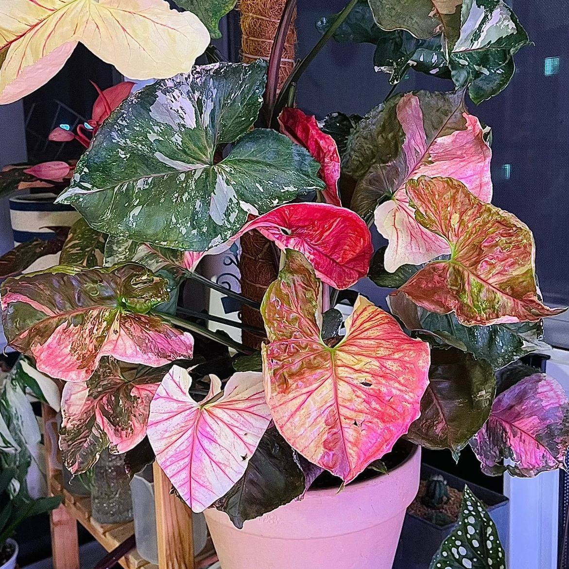 草莓冰圣诞合果芋 Singonium Straw Berryice 好养活室内阳台,淘宝优惠券,粉丝福利购,淘宝优惠卷