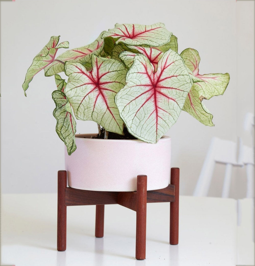 甜心希索连衣裙胡椒薄荷粉色泡沫盆栽彩叶芋五彩芋夏季好养植物,淘宝优惠券,粉丝福利购,淘宝优惠卷