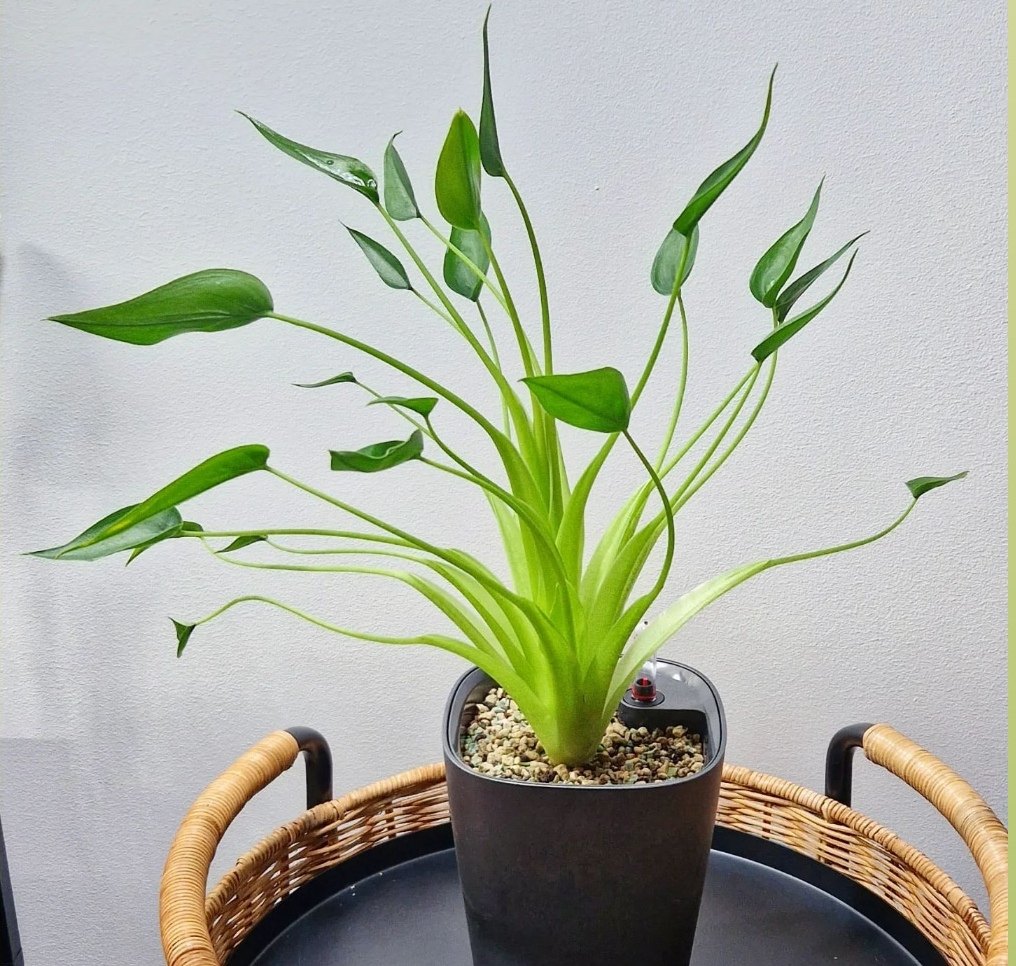 新品种好看 小舞者千手观音海芋ins好养网红同款阳台热植盆栽,淘宝优惠券,粉丝福利购,淘宝优惠卷