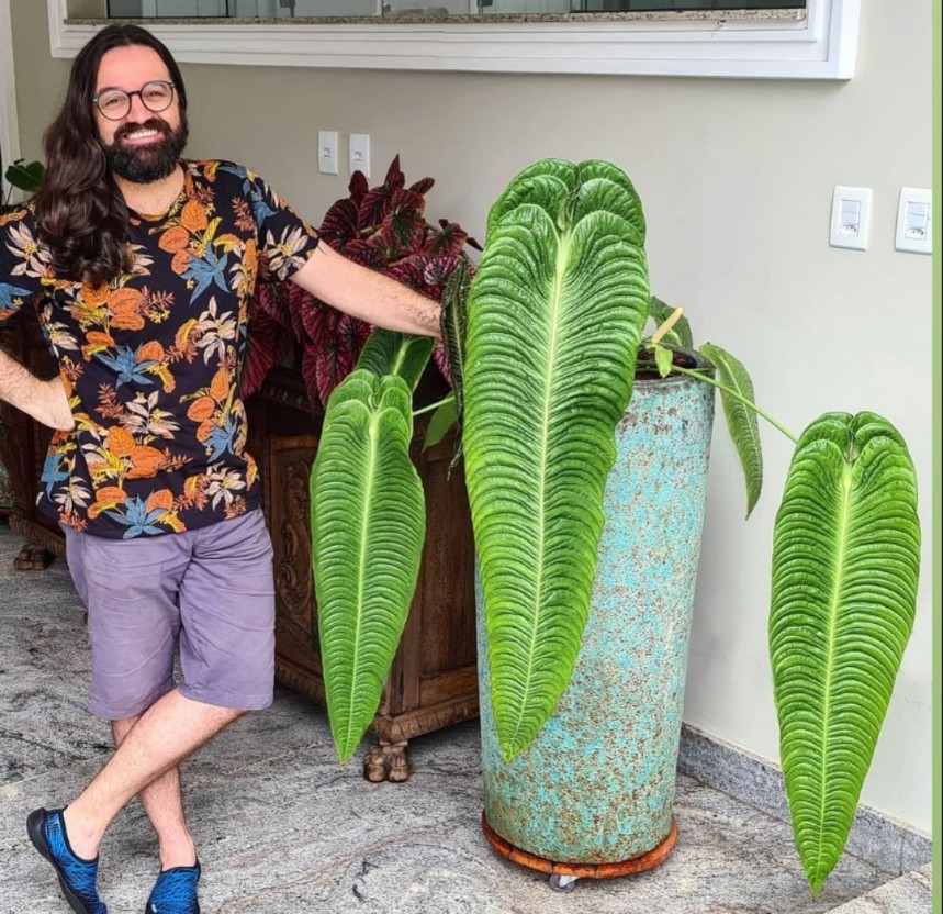 极密火鹤王火鹤后海芋绿植Anthurium veitchii 花烛观叶热植盆栽,淘宝优惠券,粉丝福利购,淘宝优惠卷