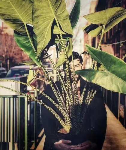 斑马海芋 虎斑观音莲 Alocasia zebrina网红绿植ins风 进口小种苗 - 图1