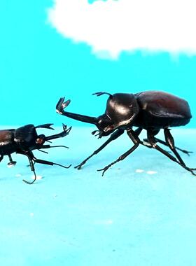 甲虫冰箱贴电视柜酒柜装饰车载