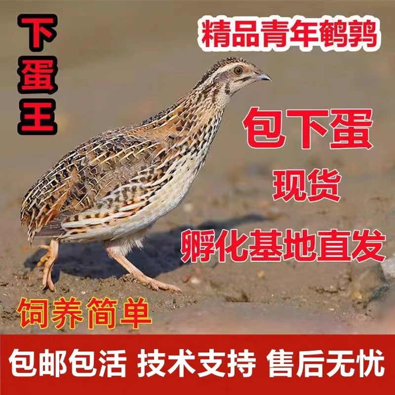 鹌鹑活鸟天天下蛋青年黄羽鹌鹑种鸡下蛋繁殖活物阳台宠物包邮包活,淘宝优惠券,粉丝福利购,淘宝优惠卷
