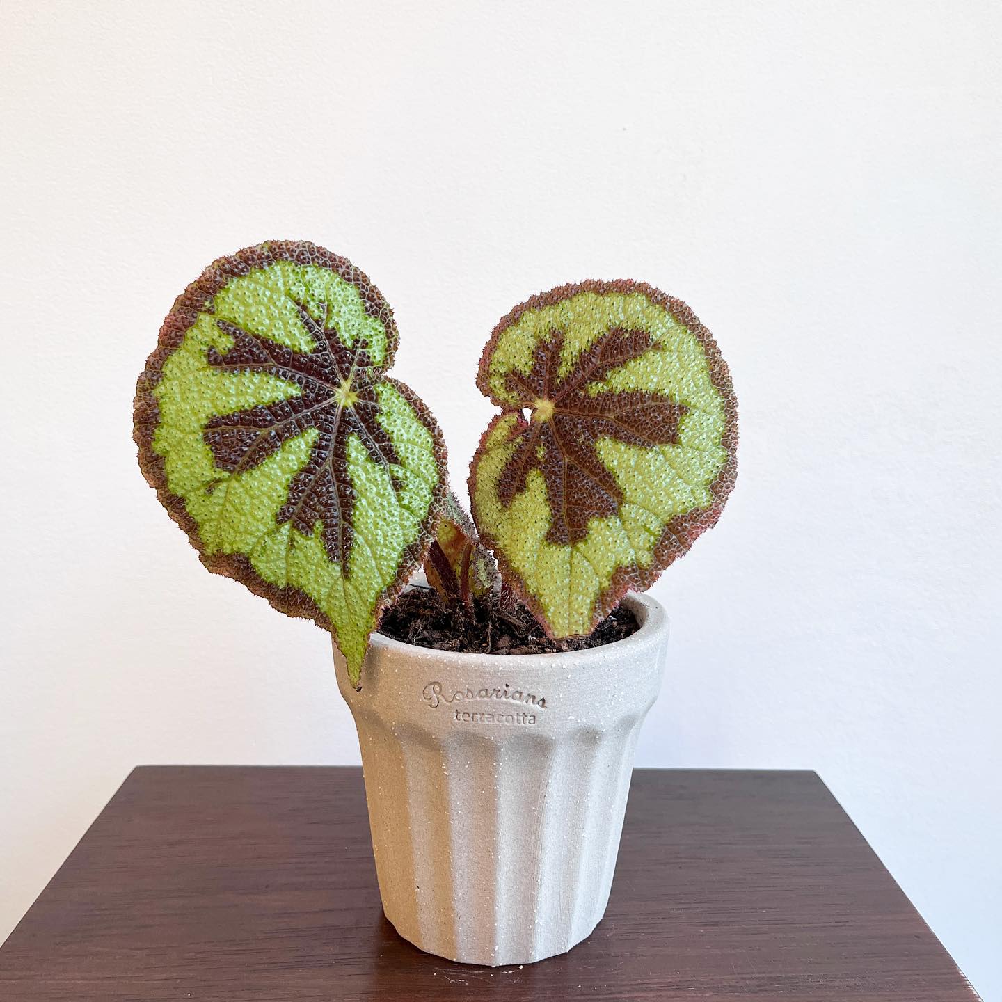 「国内现货」TeeUM韩国制|手工多肉花盆|经典百搭盆|礼品盆器 - 图1