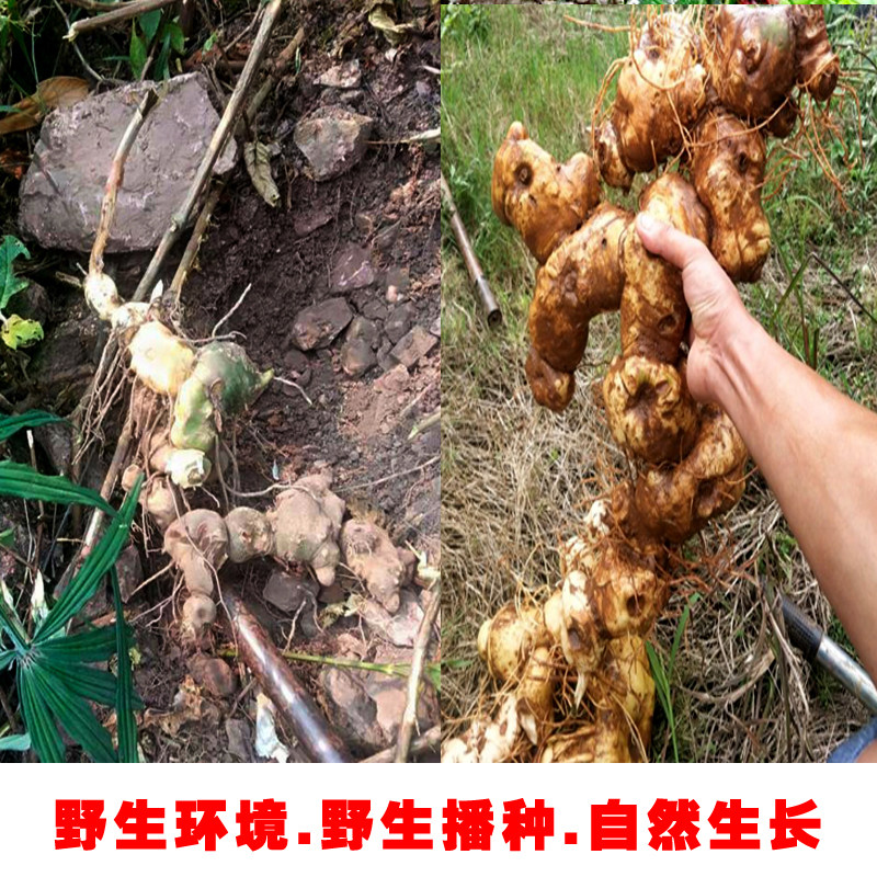 侗家精品黄精红花滇黄精制中药材养生滋补可泡茶泡酒煲汤500g包邮,淘宝优惠券,粉丝福利购,淘宝优惠卷