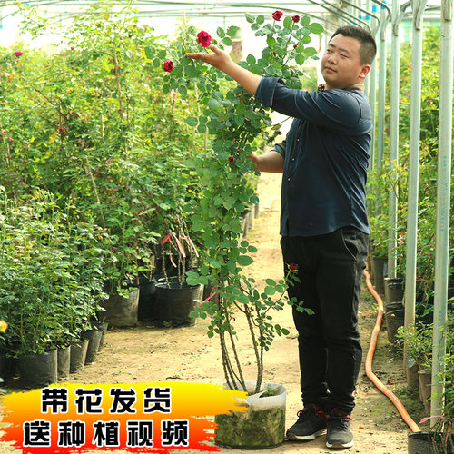 四季开月季花苗特大花蔷薇大苗浓香型庭院阳台爬藤攀援植物欧月 - 图0