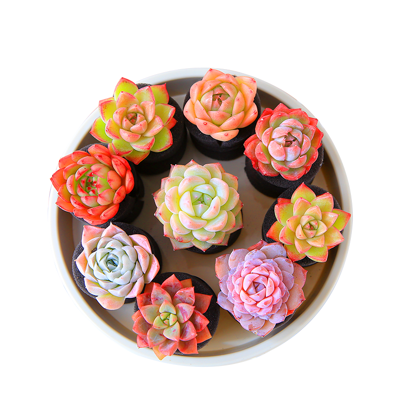 无土多肉 超萌精美多头月影易爆盆阳台花绿植diy办公室内盆栽组合,淘宝优惠券,粉丝福利购,淘宝优惠卷