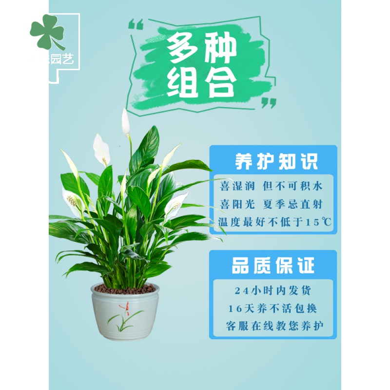 水培红掌白掌盆栽一帆风顺花卉植物室内好养绿植鸿运当头四季开花