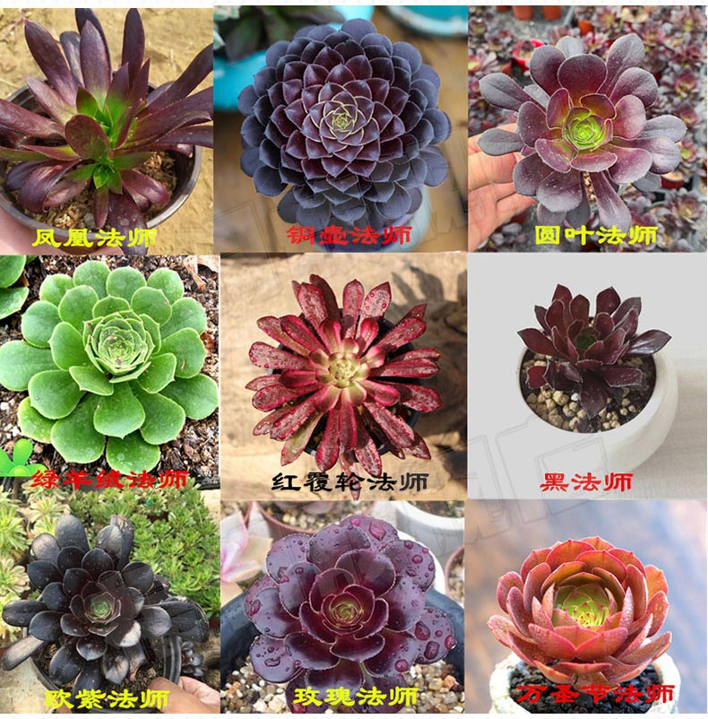 黑法师多肉植物老桩精品多头多肉法师系列室内花卉绿植盆栽-图2