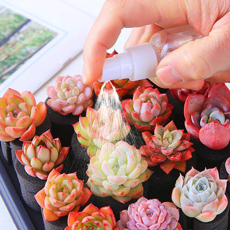 无土多肉 超萌精美多头月影易爆盆阳台花绿植diy办公室内盆栽组合,淘宝优惠券,粉丝福利购,淘宝优惠卷