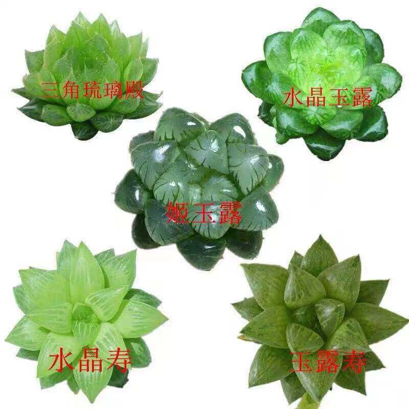 玉露多肉植物大颗稀有品种精品多肉花卉绿植组合套餐小盆栽包邮-图2