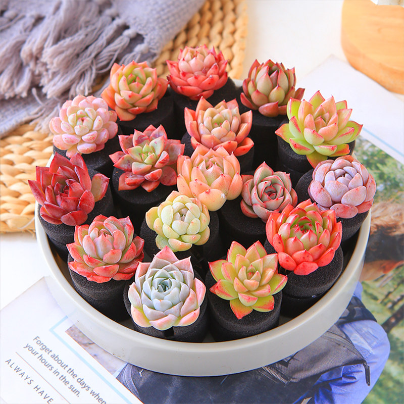 无土多肉 超萌精美多头月影易爆盆阳台花绿植diy办公室内盆栽组合,淘宝优惠券,粉丝福利购,淘宝优惠卷