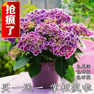 绣球花苗小苗盆栽万华镜无尽夏花手鞠八仙花苗室内外庭院花卉植物 虎窝淘