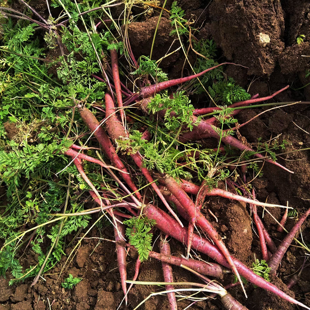 南京继红有机紫玉水果胡萝卜新鲜现挖脆甜生吃紫皮黄心紫色老品种,淘宝优惠券,粉丝福利购,淘宝优惠卷
