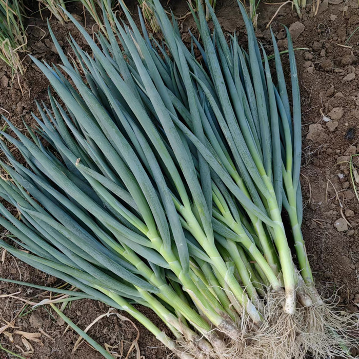 叶多白短辣大葱新鲜生吃包饭用菜叶整棵饭包大葱叶子蘸酱大葱-图3