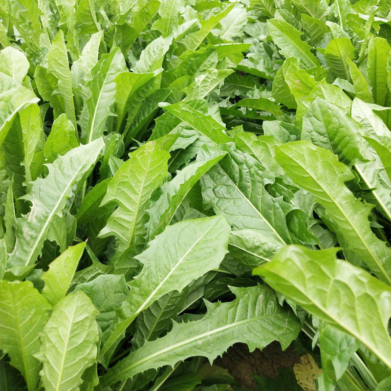 蒲公英种子的种籽婆婆丁种植阳台专用籽种盆栽蔬菜活苗孑青菜菜种