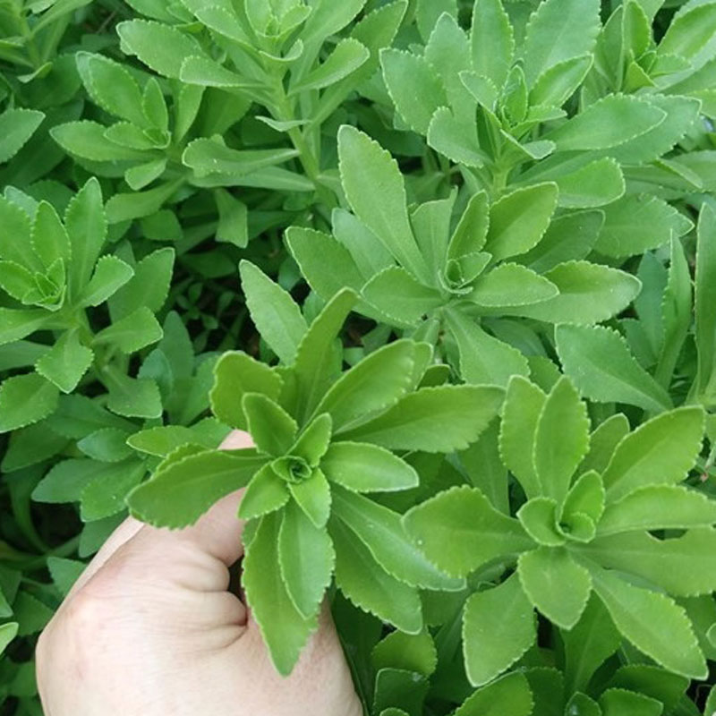 养心菜种籽救心菜种子苗灰灰菜费菜苗食用三七四季盆栽高钙蔬菜 - 图2