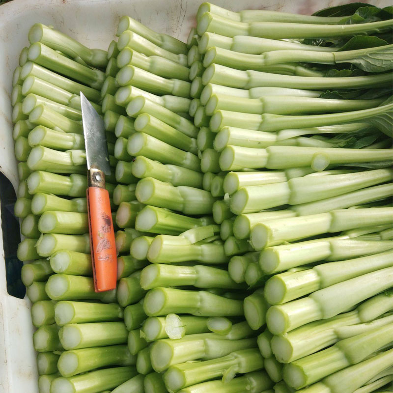 四九菜心种子种籽红菜苔苗孑广东增城迟菜种白甜菜心苔菜四季蔬菜-图1