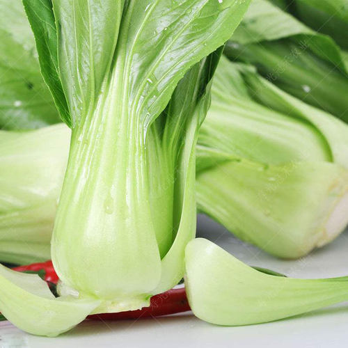 青梗菜种子种籽耐热矮脚油菜上海小青菜白菜阳台四季籽种蔬菜正宗 - 图0