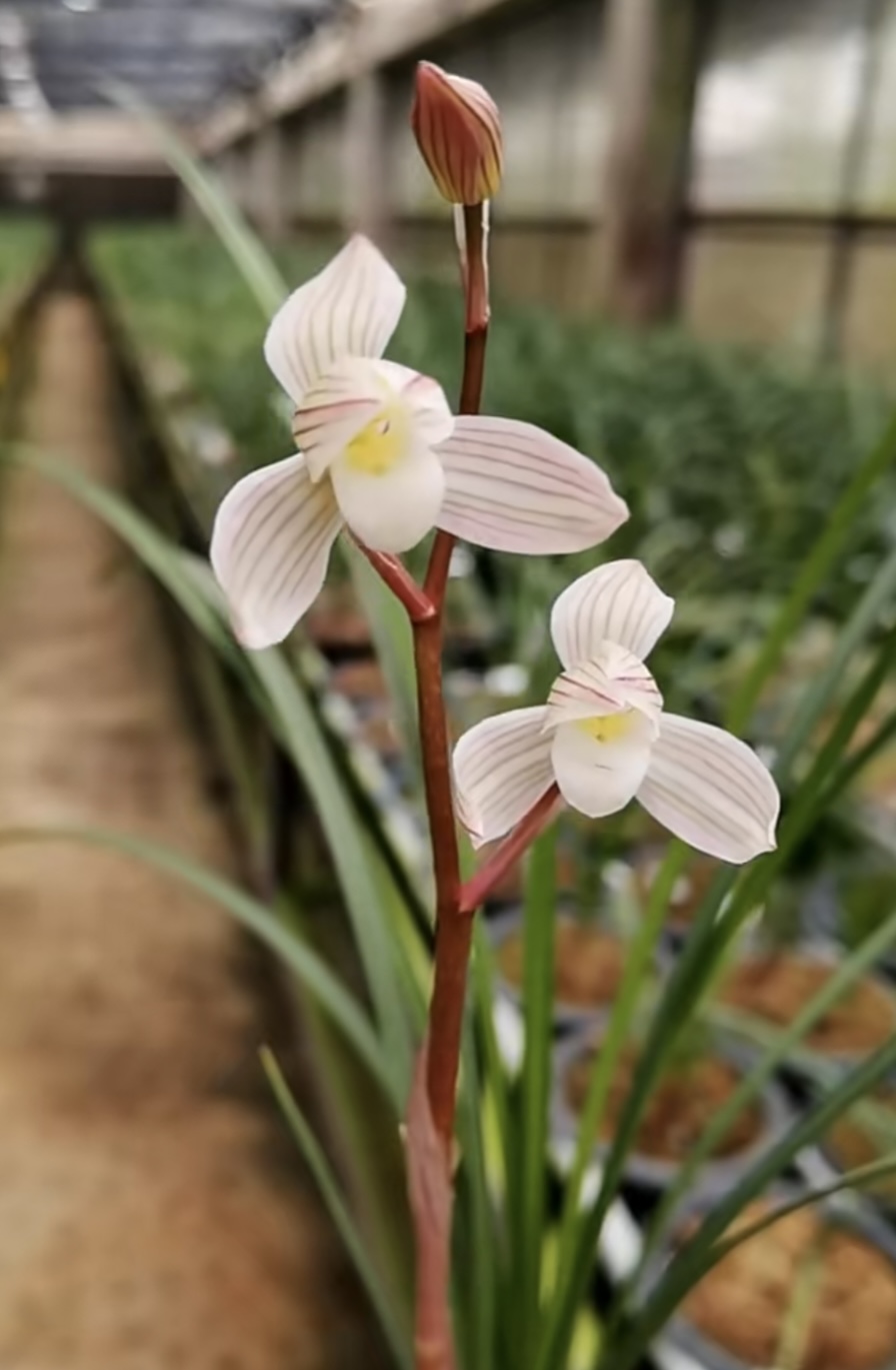 包邮当年开花名品兰花苗盆栽 莲瓣兰粉荷素 阳台庭院浓香花卉