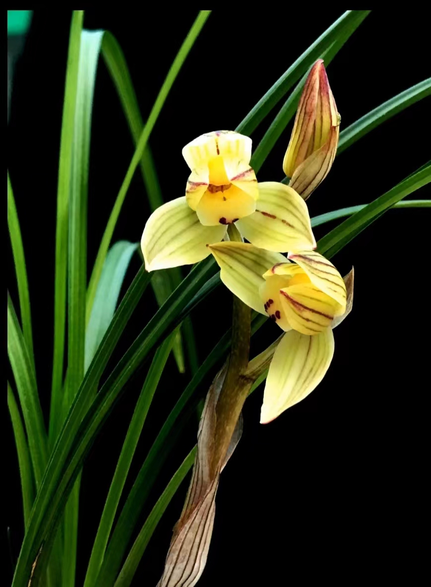 包邮当年开花名品兰花苗盆栽 莲瓣兰龙袍 阳台庭院浓香花卉