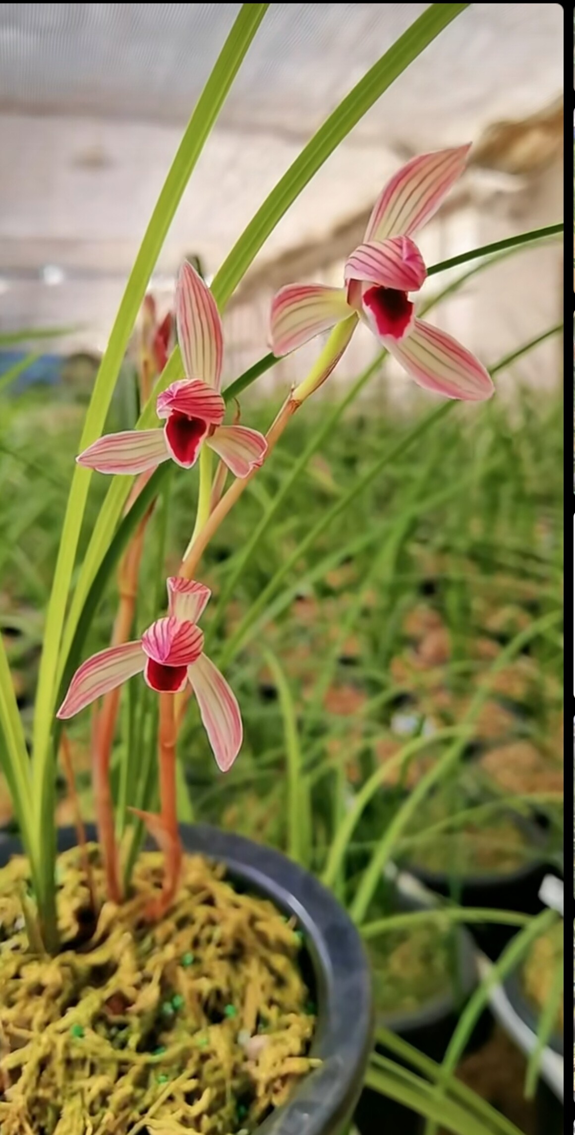 包邮当年开花名品兰花苗莲瓣兰烈焰红唇阳台卧室庭院绿植花卉盆景