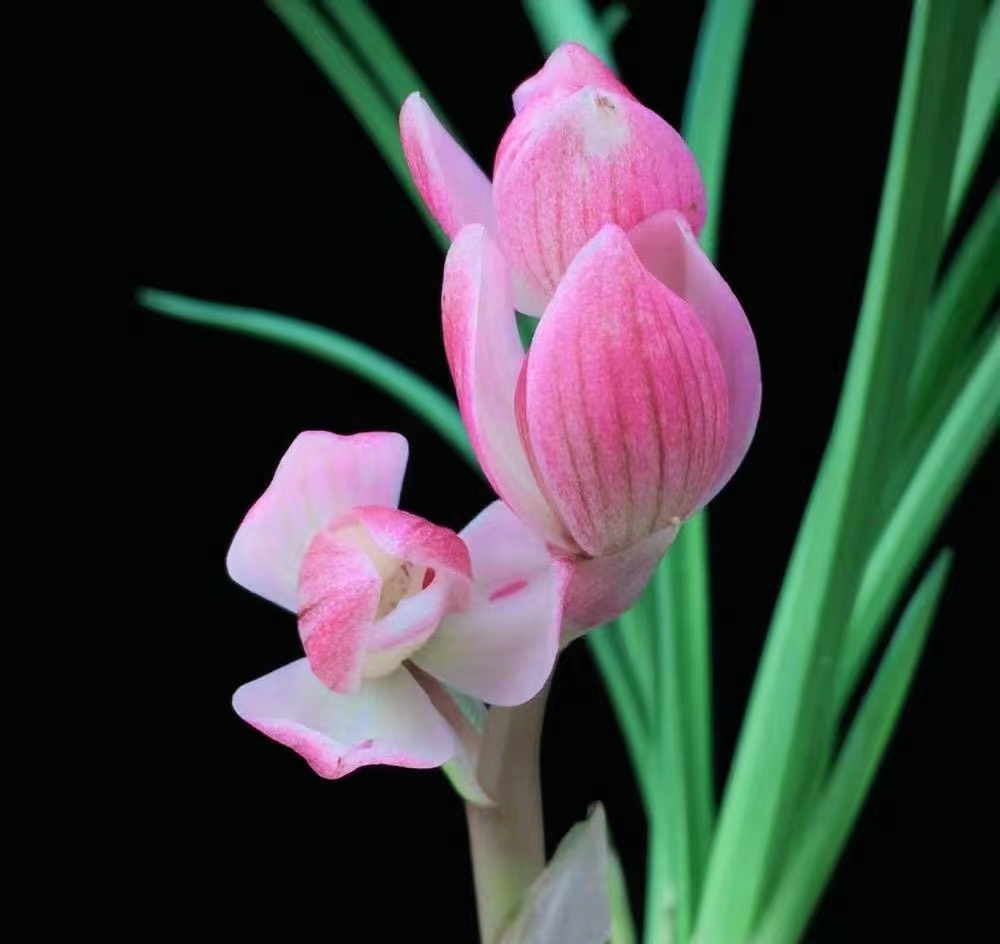 包邮当年开花名品兰花苗盆栽 莲瓣兰粉荷 阳台庭院浓香花卉绿植