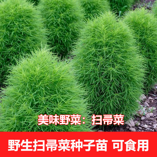 扫帚菜 种子苗野菜种籽 地肤种孑 扫帚苗庭院阳台盆栽春夏种子苗 - 图1
