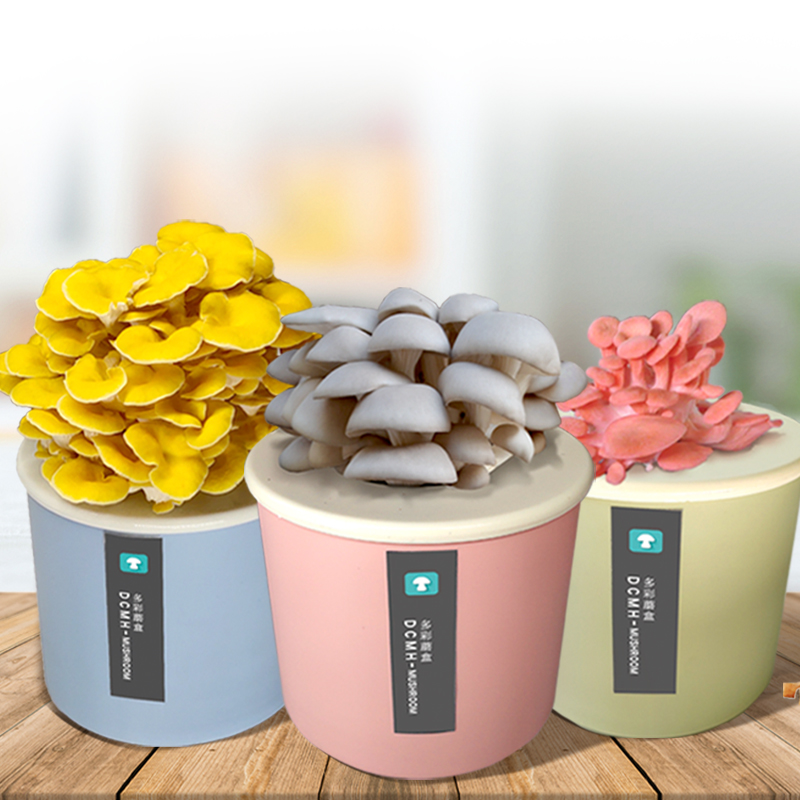 平菇食用菌蘑菇菌包种蘑菇桶室内蘑菇种植菌包菌棒家庭种植蘑盒装 - 图1