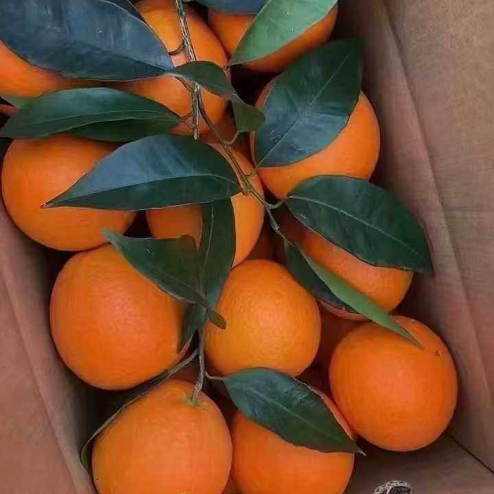 清江纽荷尔九斤大果包邮长虹圆红秭归脐橙新鲜水果橙子甜柑橘,淘宝优惠券,粉丝福利购,淘宝优惠卷