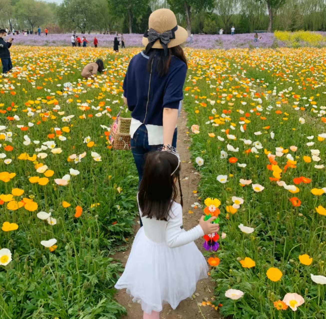 虞美人花种子冰岛虞美人种子花种籽子易活花籽庭院室外耐寒花种子-图3