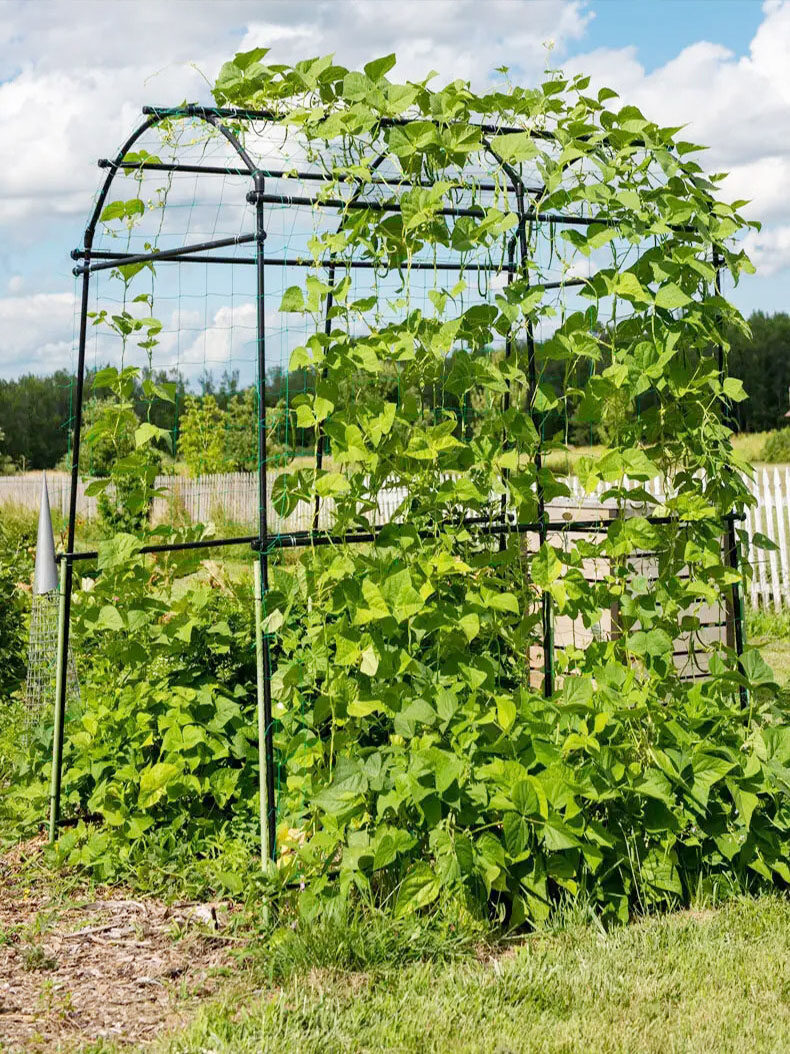 菜架子种菜葡萄园艺支架攀爬藤架西瓜爬藤架子支撑豆角架黄瓜杆,淘宝优惠券,粉丝福利购,淘宝优惠卷