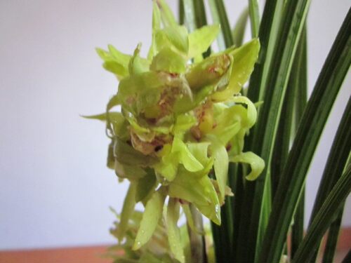精品 兰花特价促销 兰花苗 蕙兰球花  室内盆景 花夲 浓香含苞待 - 图2