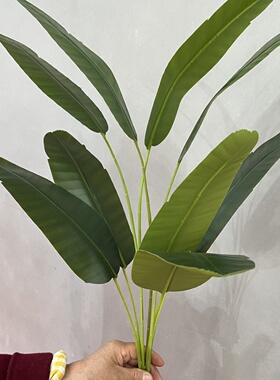 仿真60厘米扇葵竺葵芭蕉叶