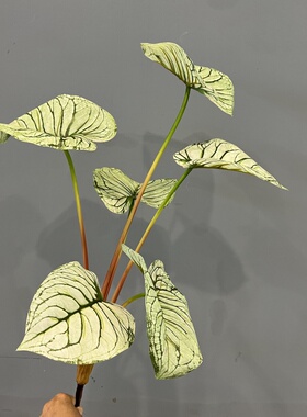 彩叶把束仙芋叶把束布景绿植
