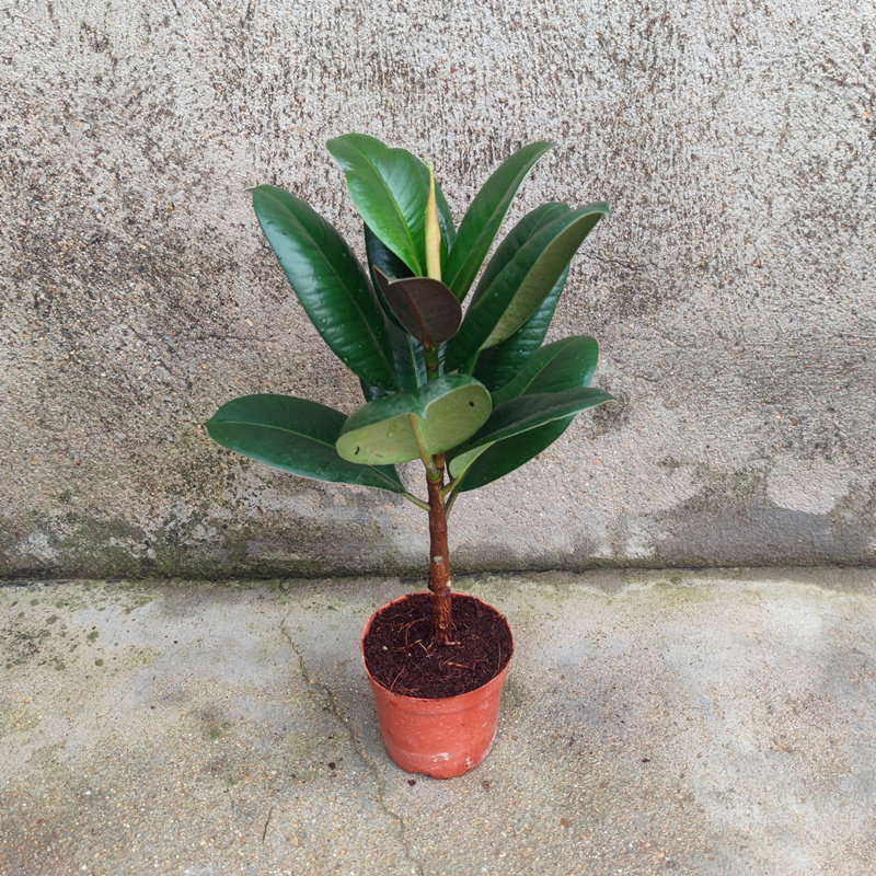 坦尼克黑绿花叶祛斑小姐圆叶金刚橡皮树苗大盆栽绿植室内客厅阳台,淘宝优惠券,粉丝福利购,淘宝优惠卷