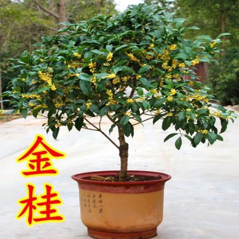 精品浓香型桂花树苗沉香桂金桂丹桂四季天香台阁花卉绿植盆景盆栽-图2