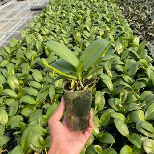 蝴蝶兰带花苞花剑大苗兰花盆栽绿植物室内客厅好成活开花植物 - 图1
