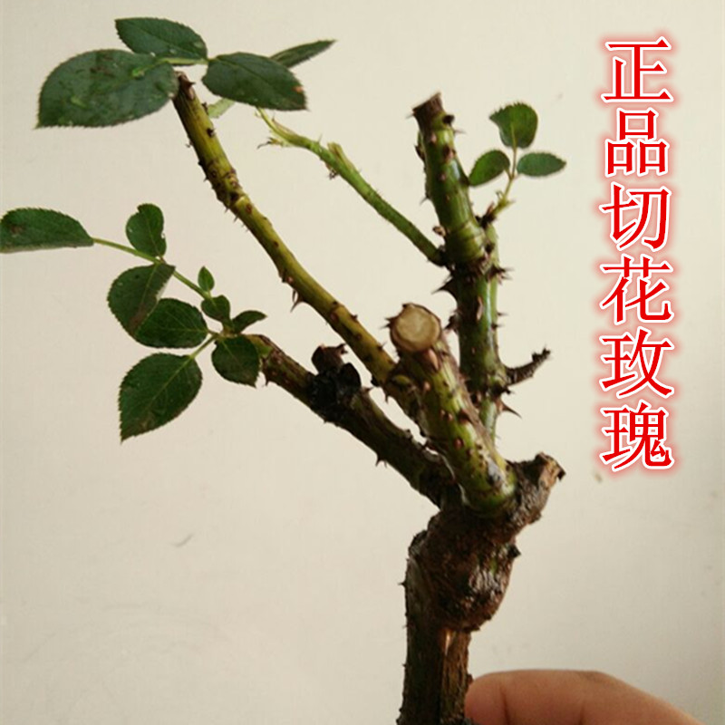 进口盆栽花卉大花玫瑰花苗四季庭院绿植玫瑰月季香味蔷薇苗包邮