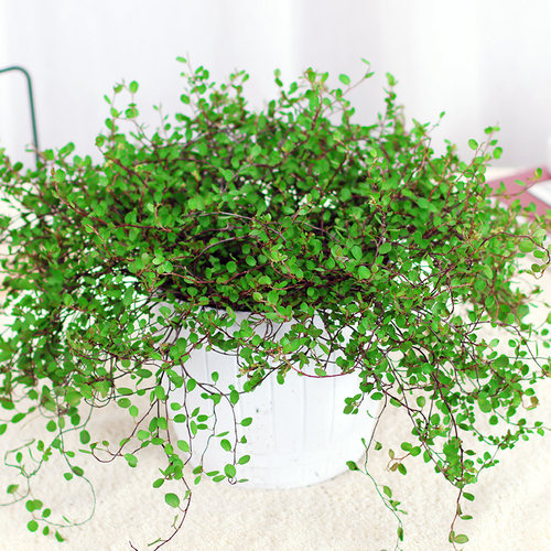 千叶吊兰盆栽观叶植物面包烘焙糕点装饰蛋糕点缀垂吊绿植四季常青 - 图1