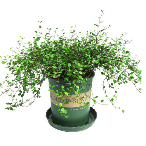 千叶吊兰盆栽观叶植物面包烘焙糕点装饰蛋糕点缀垂吊绿植四季常青 - 图3