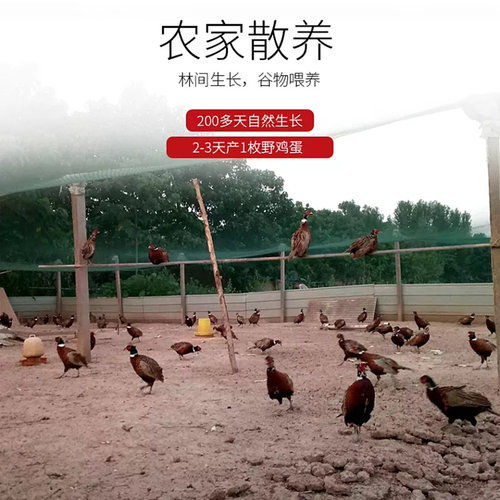 野鸡蛋七彩山鸡蛋农村自养食用营养宝宝辅食蛋新鲜当天捡鸡蛋一箱 - 图3