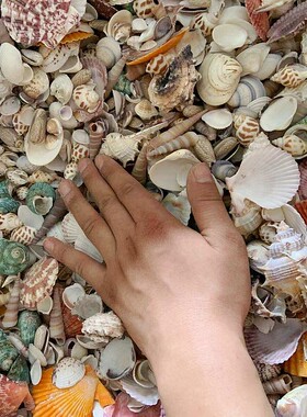 彩色幼儿园漂流瓶混装天然贝壳