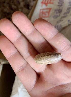 仙女螺天然贝壳海螺海星鱼缸造景幼儿园手工diy漂流瓶装饰